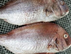 국내산 반건조 참돔 300g7마리