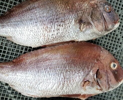 국내산 반건조 참돔 300g7마리