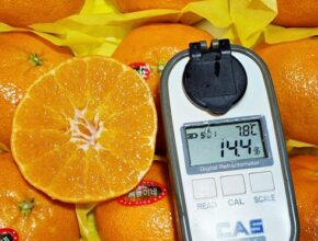 귤로장생 제주 레드향 3.5kg1박스
