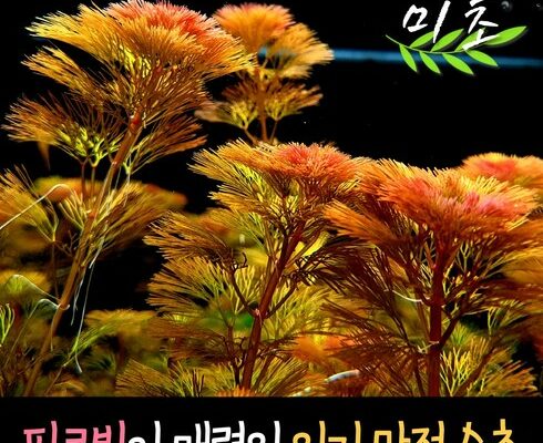 레드카붐바