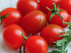 오색 칵테일 토마토 5kg