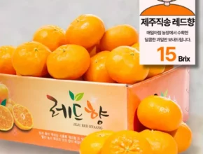 제주레드향