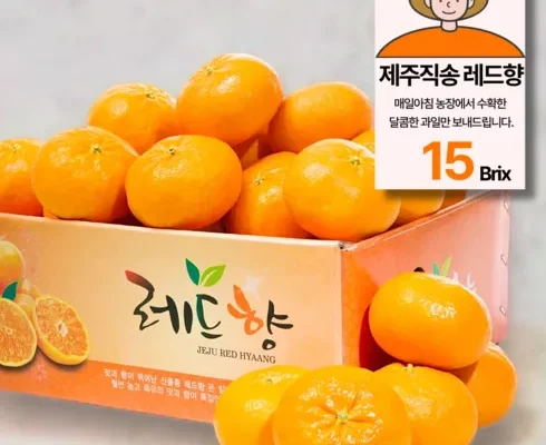 제주레드향