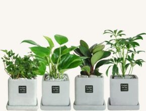 플랜트스토리 공기정화 반려식물 4종