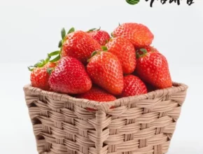 추천 가성비 딸기수경재배