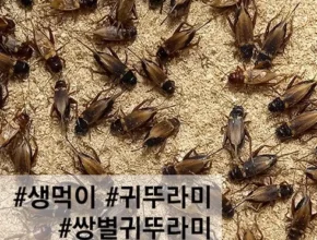 추천 가성비 쌍별귀뚜라미