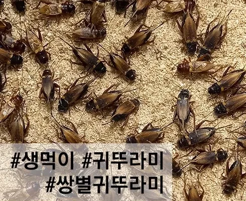 추천 가성비 쌍별귀뚜라미