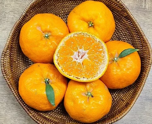 추천 가성비 윈터프린스