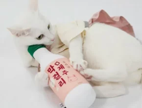 추천 가성비 제주면세점투미