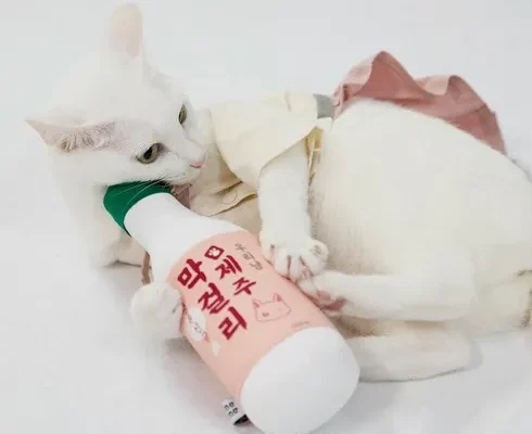 추천 가성비 제주면세점투미