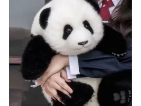 푸바오인형