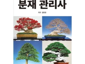 추천 가성비 분재클래스