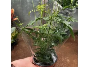 추천 가성비 학자스민