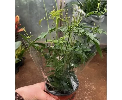 추천 가성비 학자스민