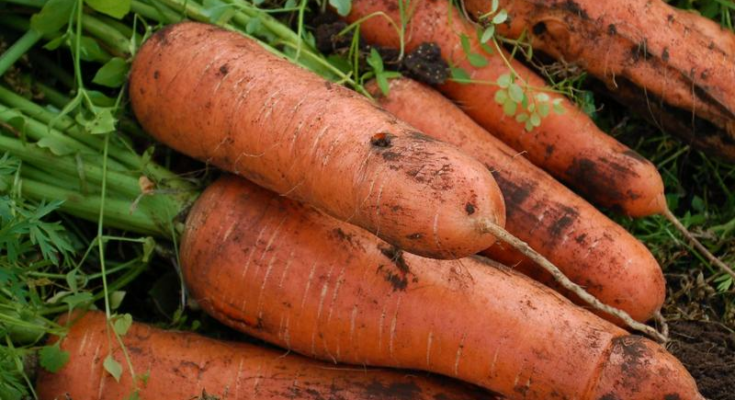 당근 종류와 랭킹 나열: 최신 국내산 당근 종류와 제품 랭킹 TOP5!