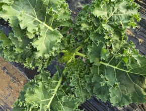 블로거 추천! 2025년 11월 최고의 컬리케일 제품은?