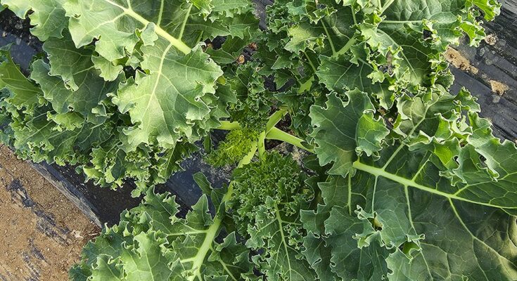 블로거 추천! 2025년 11월 최고의 컬리케일 제품은?