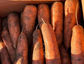 오늘의 픽! 신선함 가득 당근 특가 모음