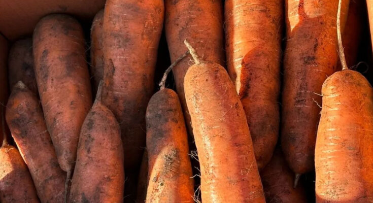 오늘의 픽! 신선함 가득 당근 특가 모음